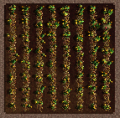 Thumbnail for version as of 04:21, 16 May 2021