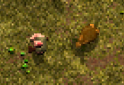 A hunter walking away from an onx because he failed to catch it.